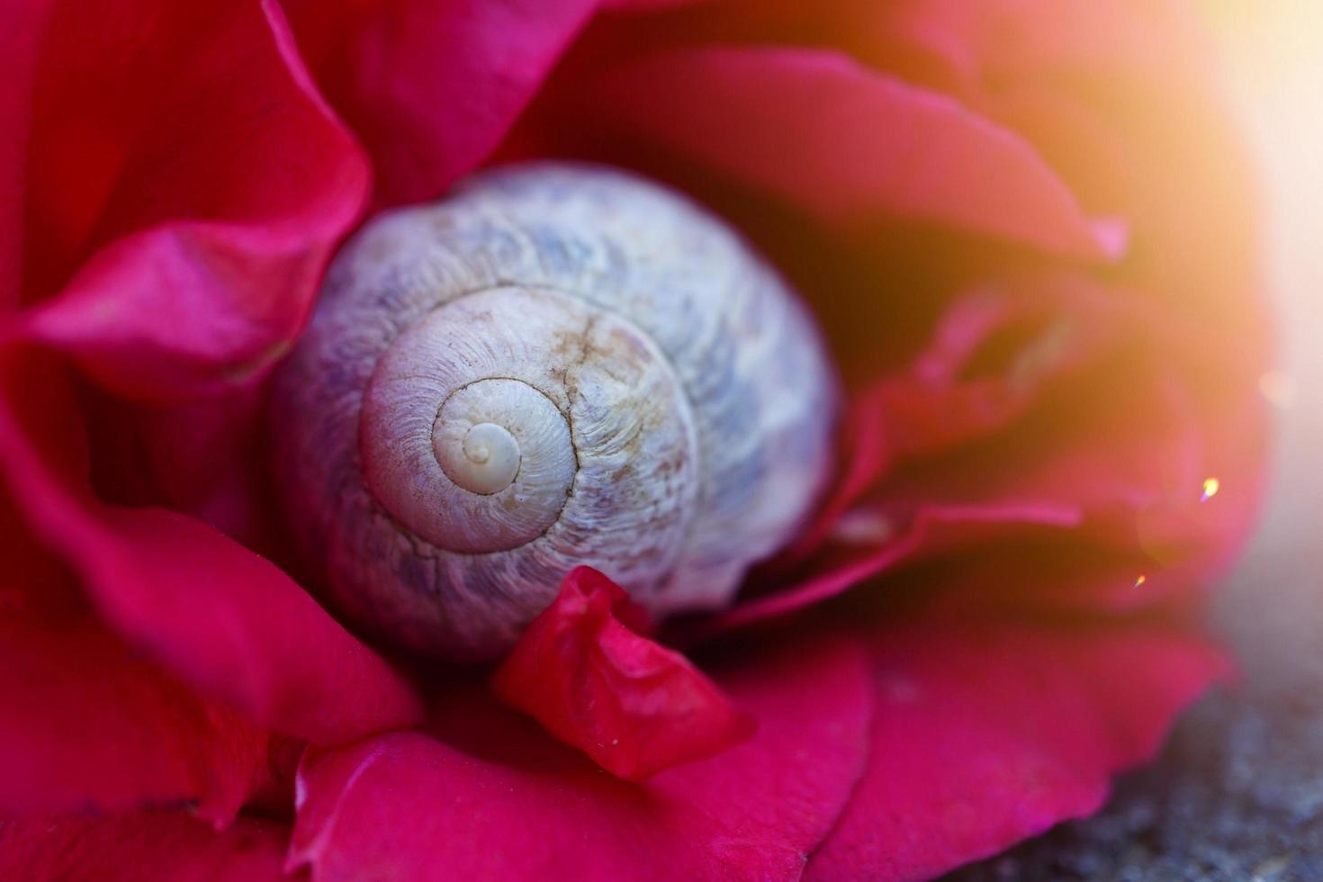 liten vit snigel i naturen foto