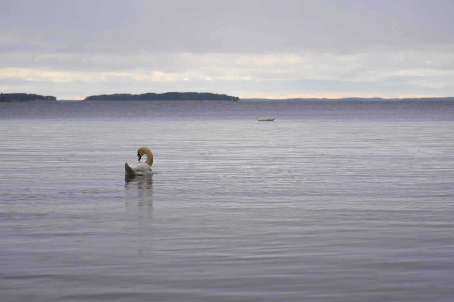 vit svan på Östersjökusten i Finland foto