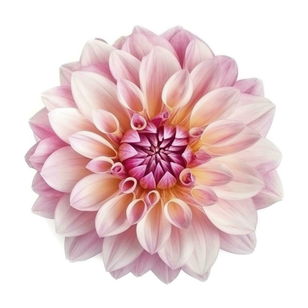 rosa blomma dahlia på en vit bakgrund isolerat med klippning väg. närbild. för design. dahlia, generera ai foto