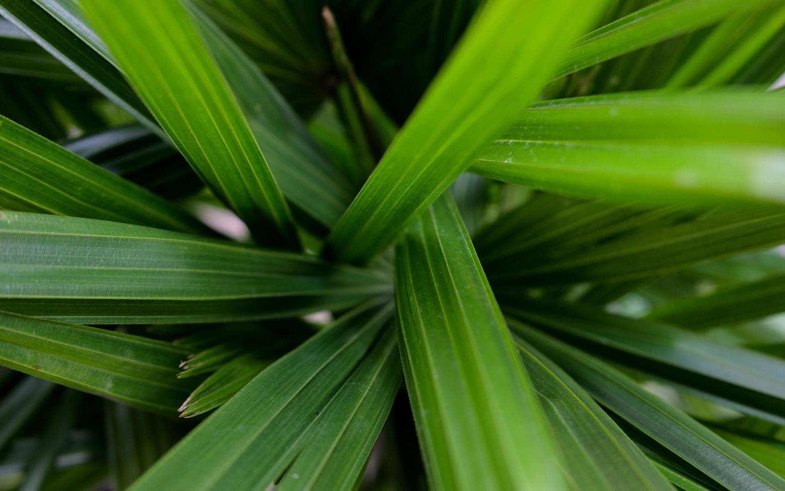 naturliga palmblad textur abstrakt bakgrund foto