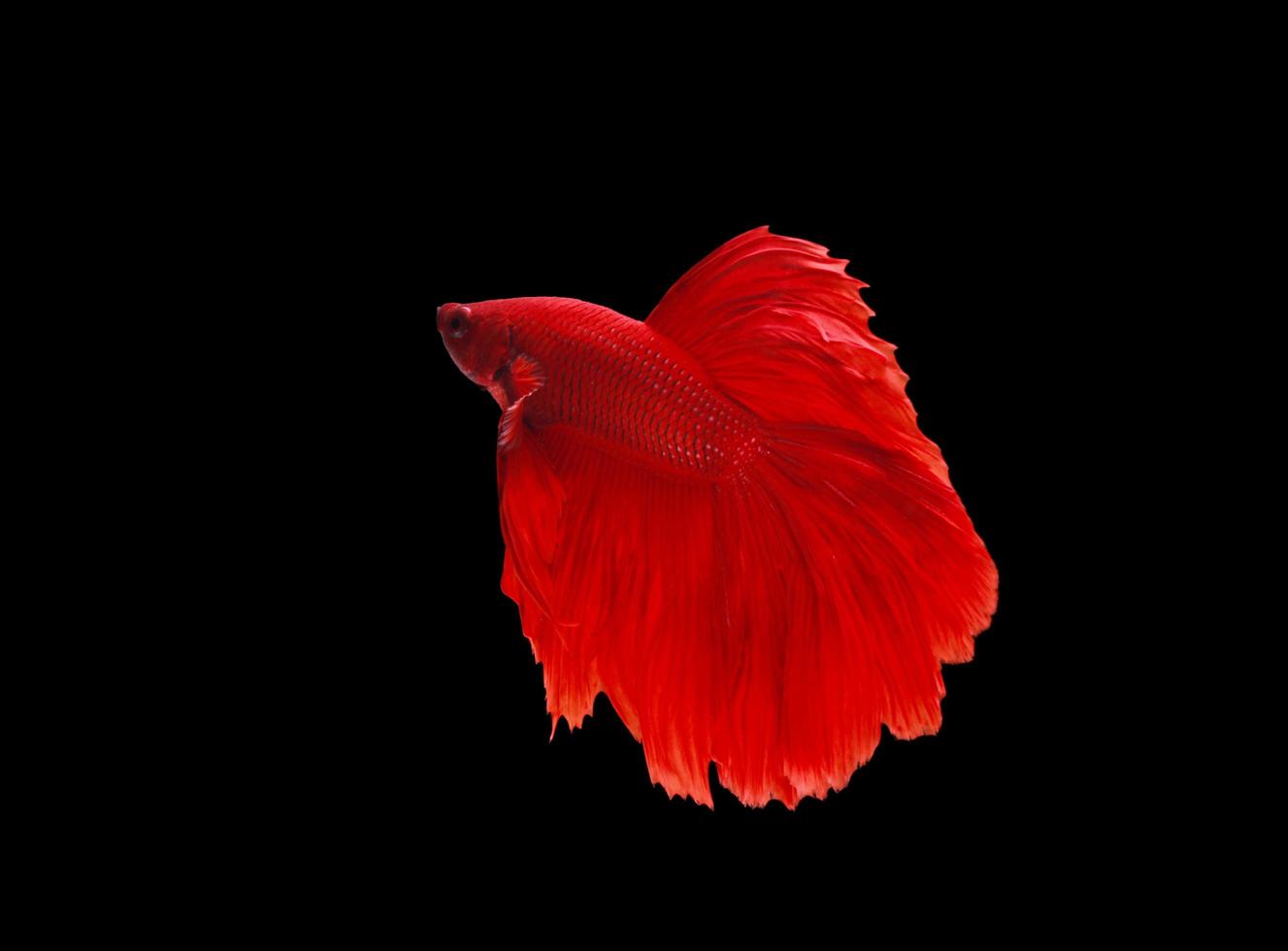 siamesisk stridsfisk med färgglad simningsstil isolerad på svart bakgrund foto