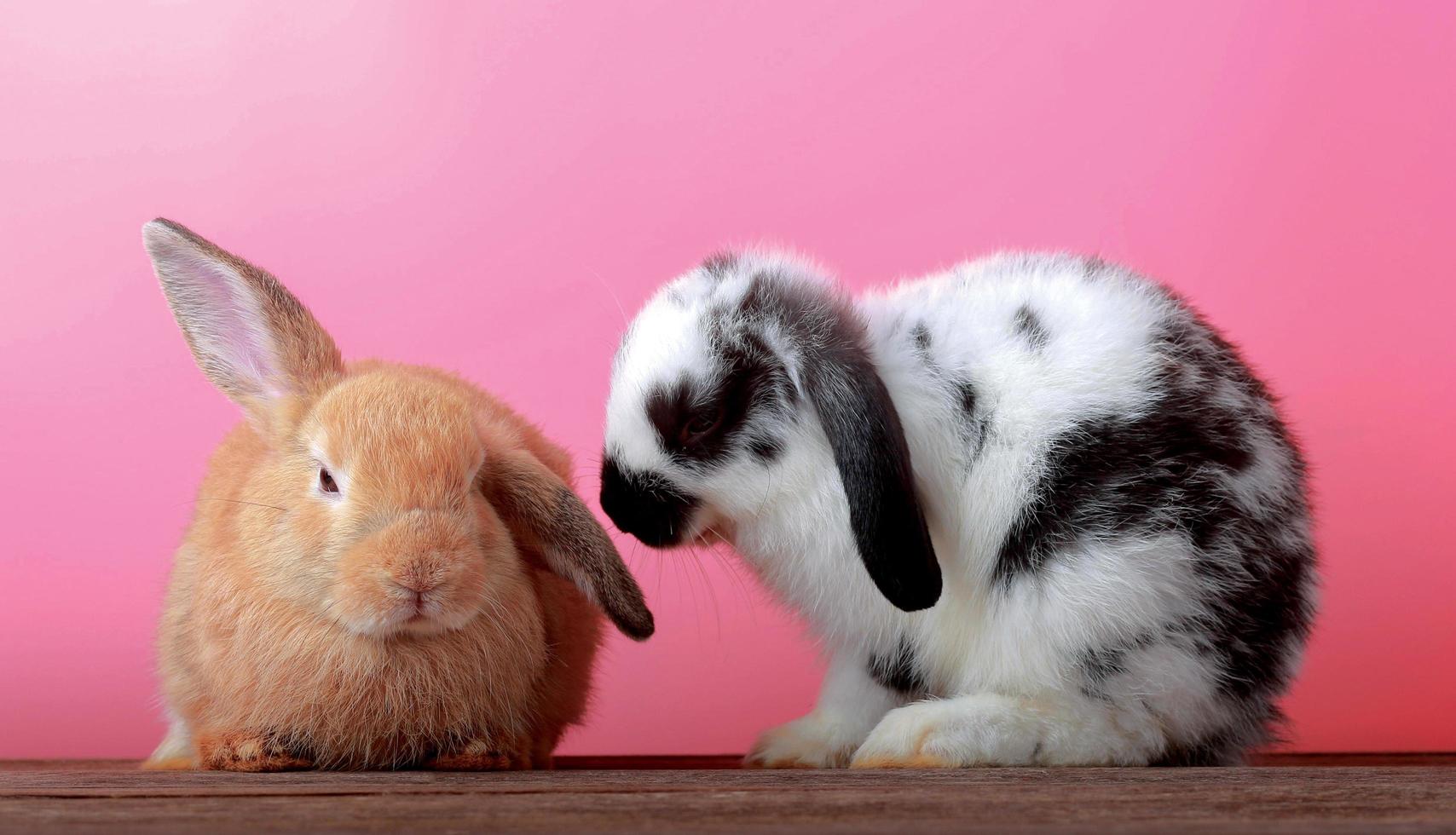 söta kaniner med rosa bakgrund, påskhelgkoncept foto