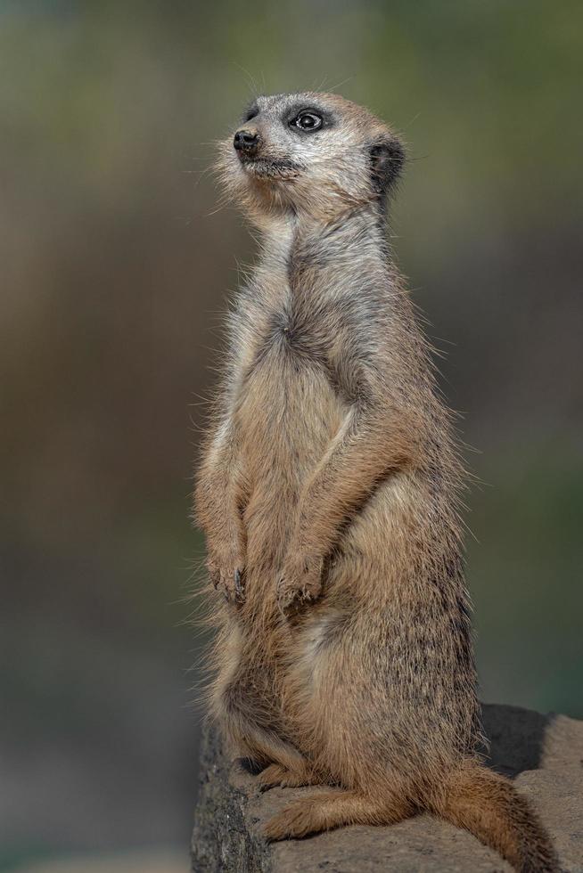 porträtt av meerkat foto