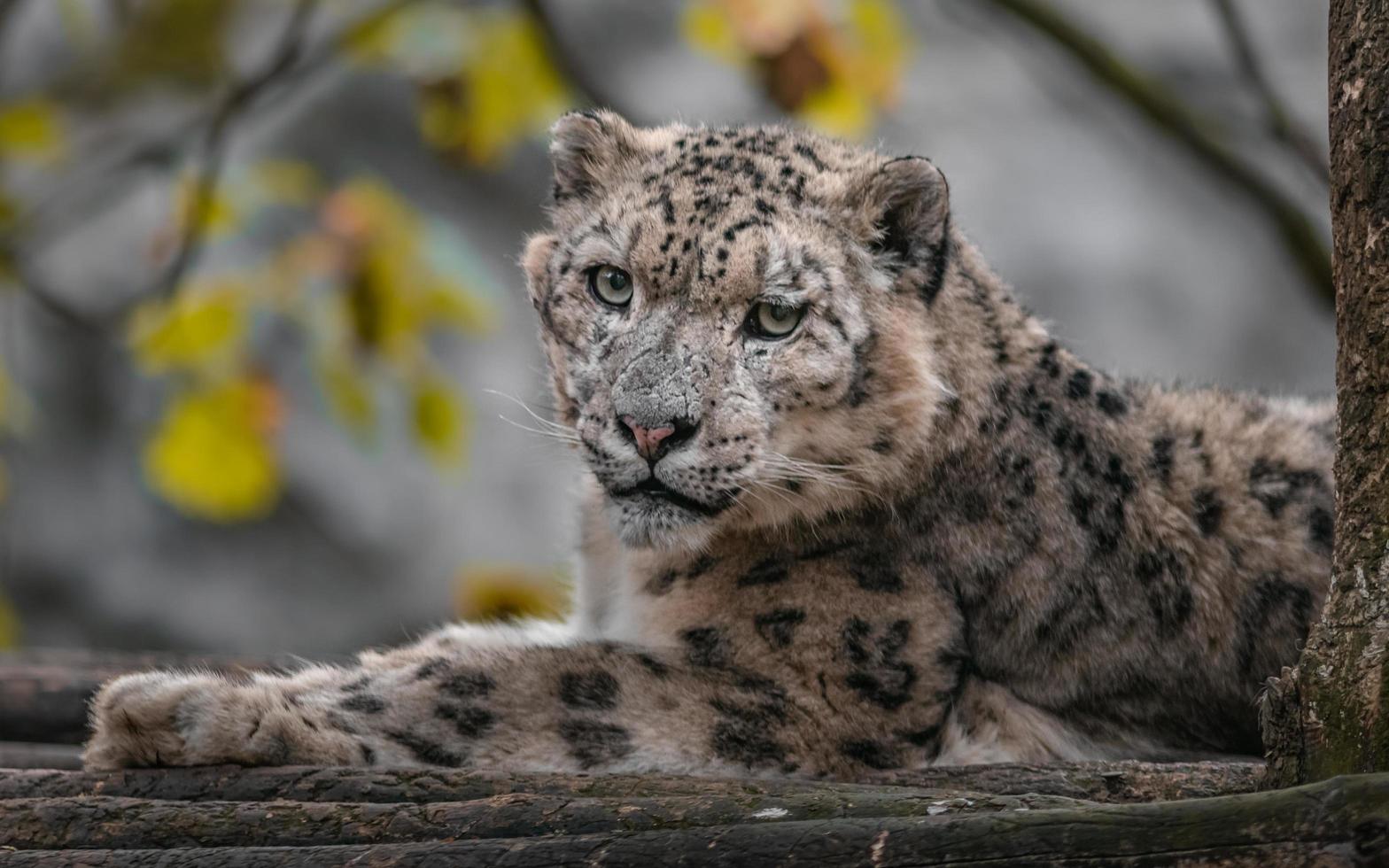 snöleopard irbis foto