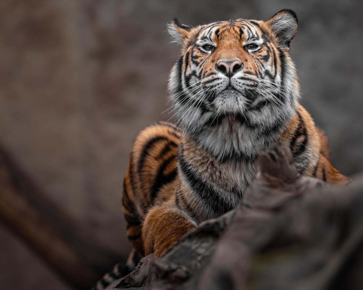 porträtt av sumatran tiger foto