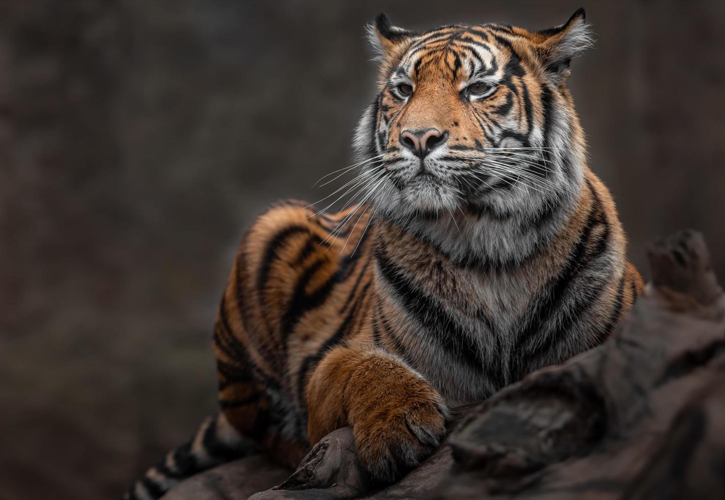 porträtt av sumatran tiger foto