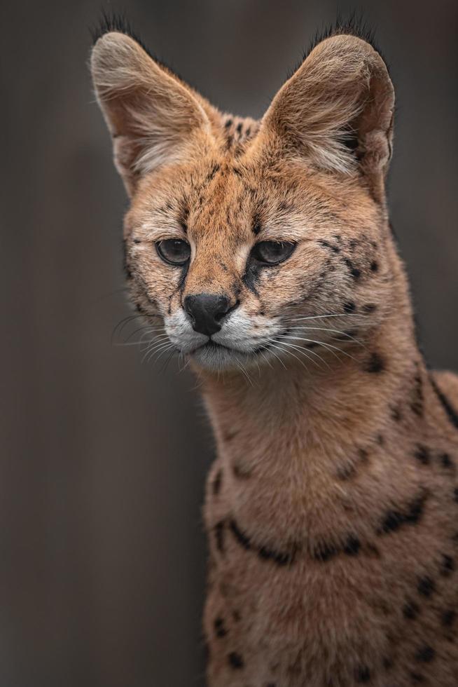 porträtt av serval foto