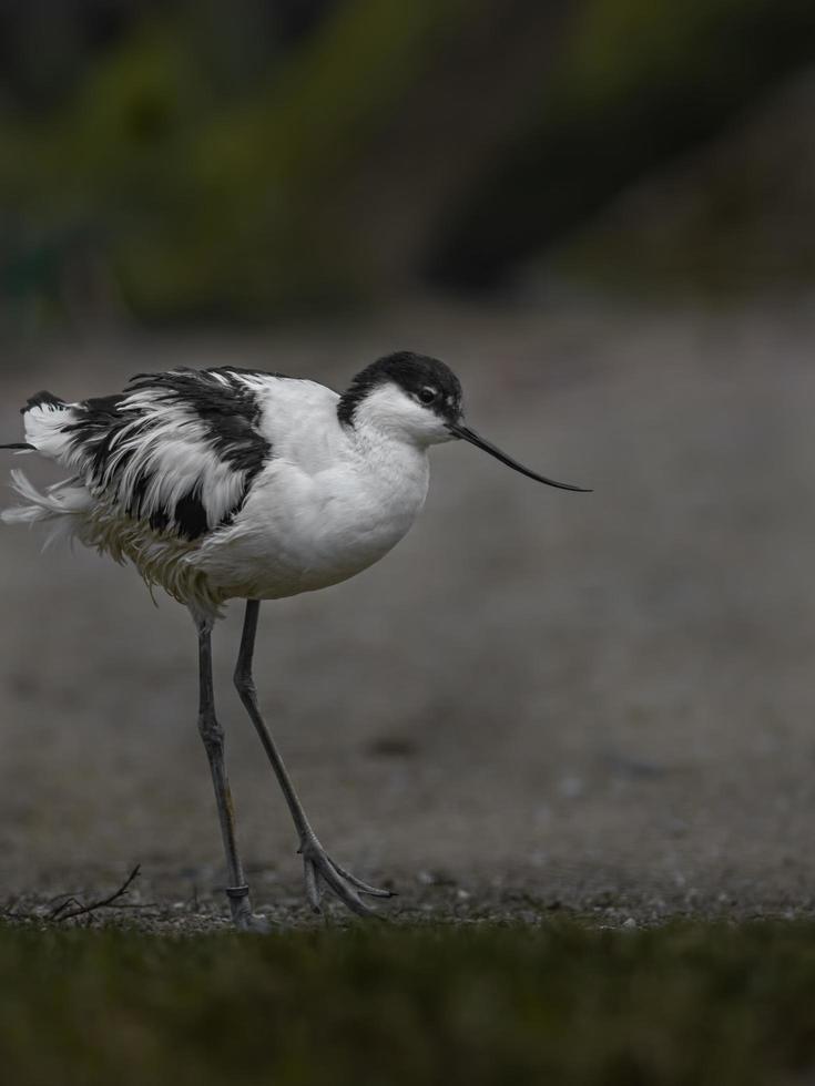 porträtt av pied avocet foto