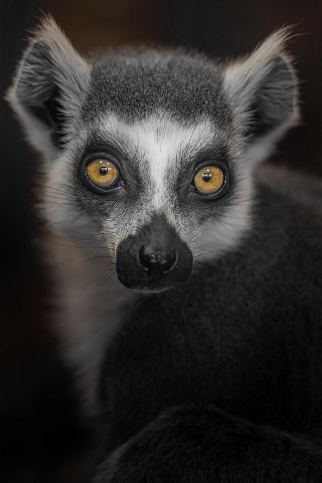 ring-tailed lemur foto