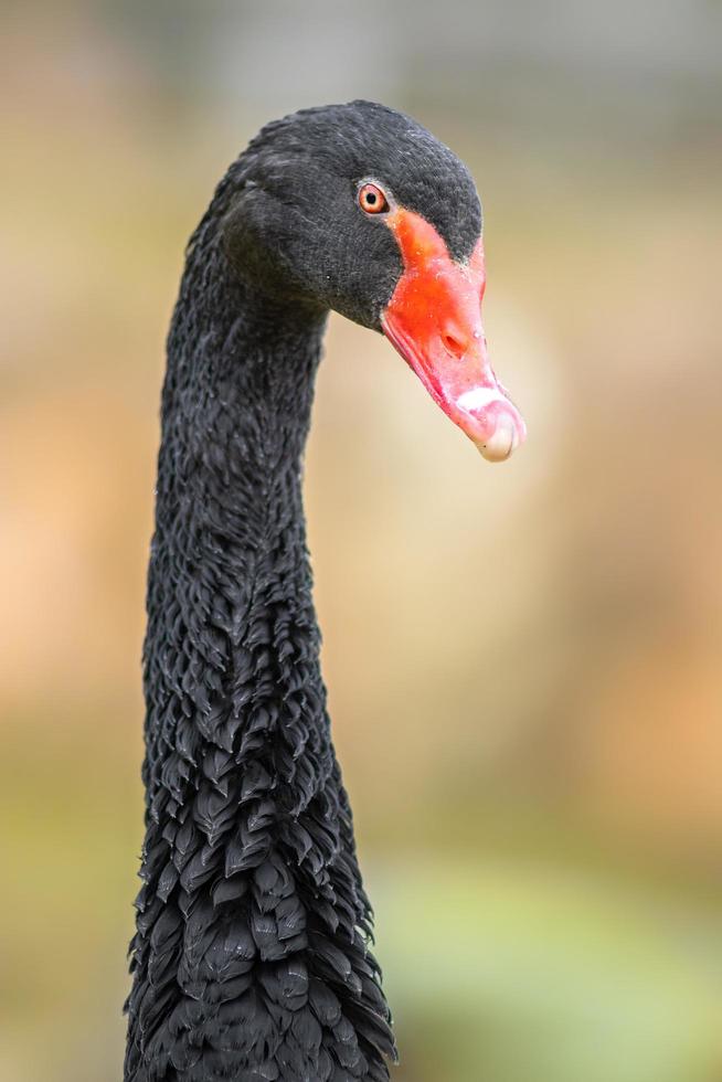 porträtt av svart svan foto