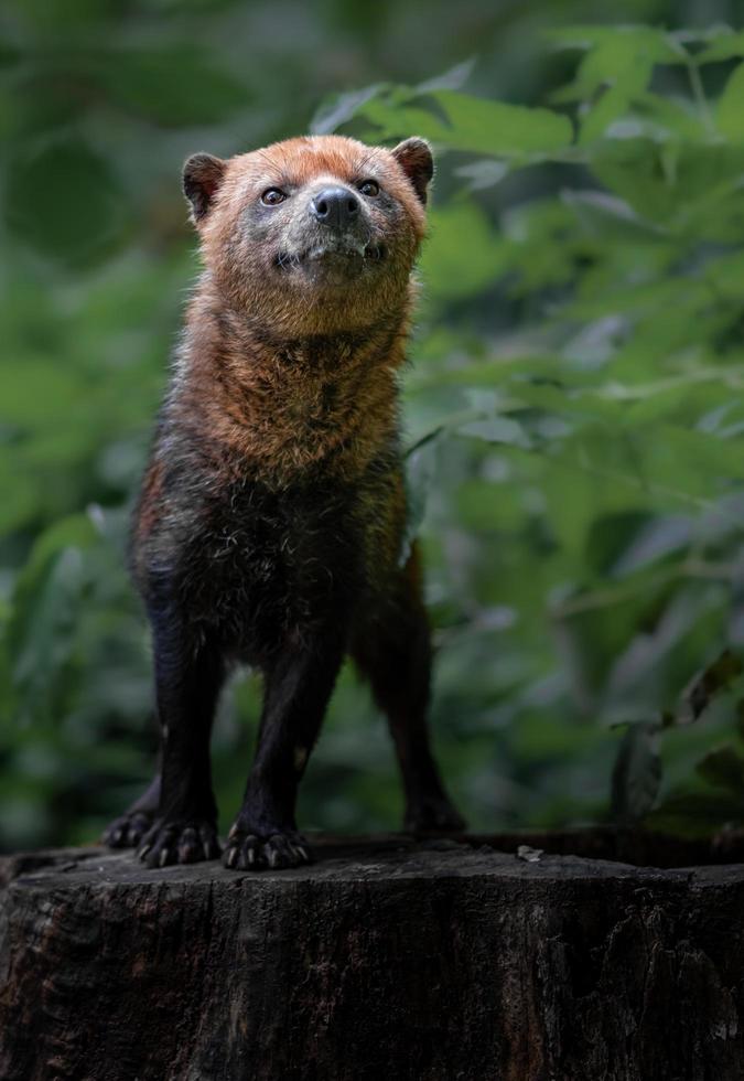 porträtt av buskehund foto