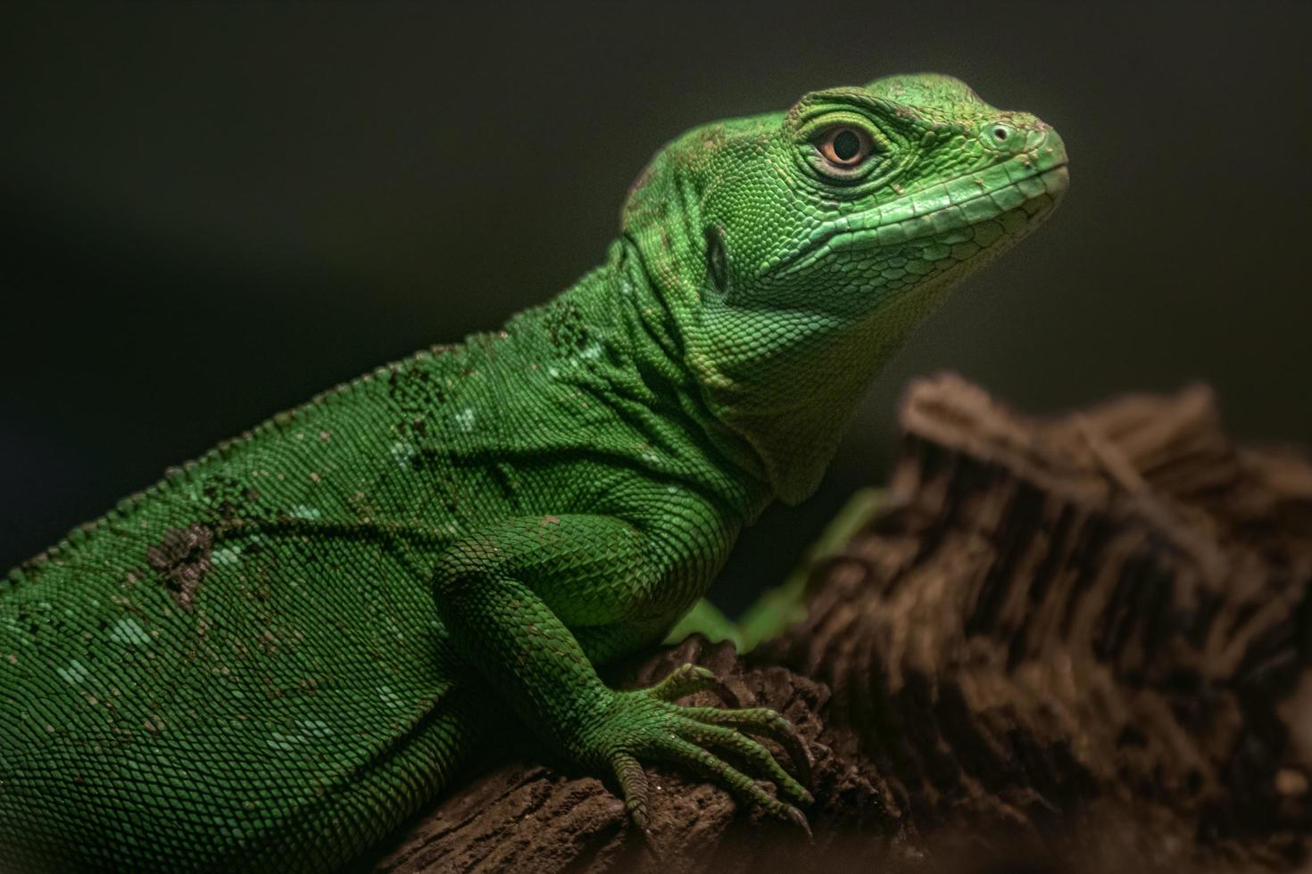 porträtt av grön basilisk foto