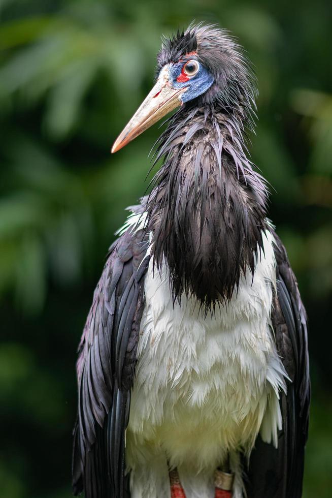 porträtt av abdims stork foto