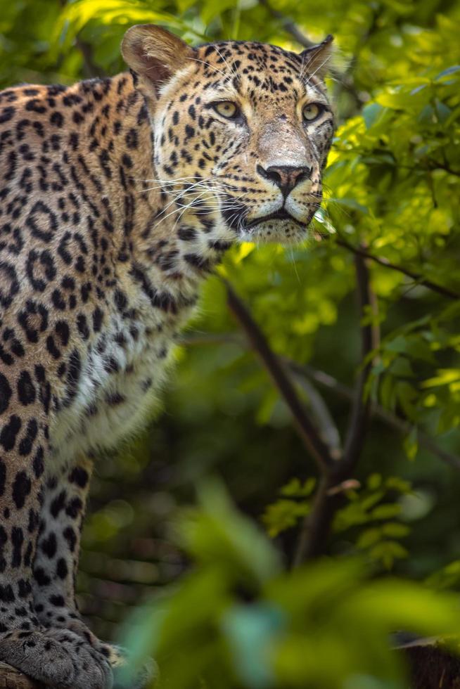 porträtt av persisk leopard foto