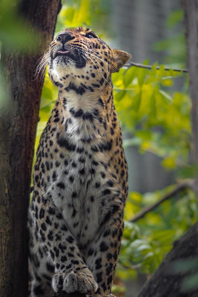 persisk leopard på träd foto