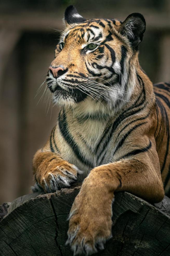porträtt av sumatran tiger foto
