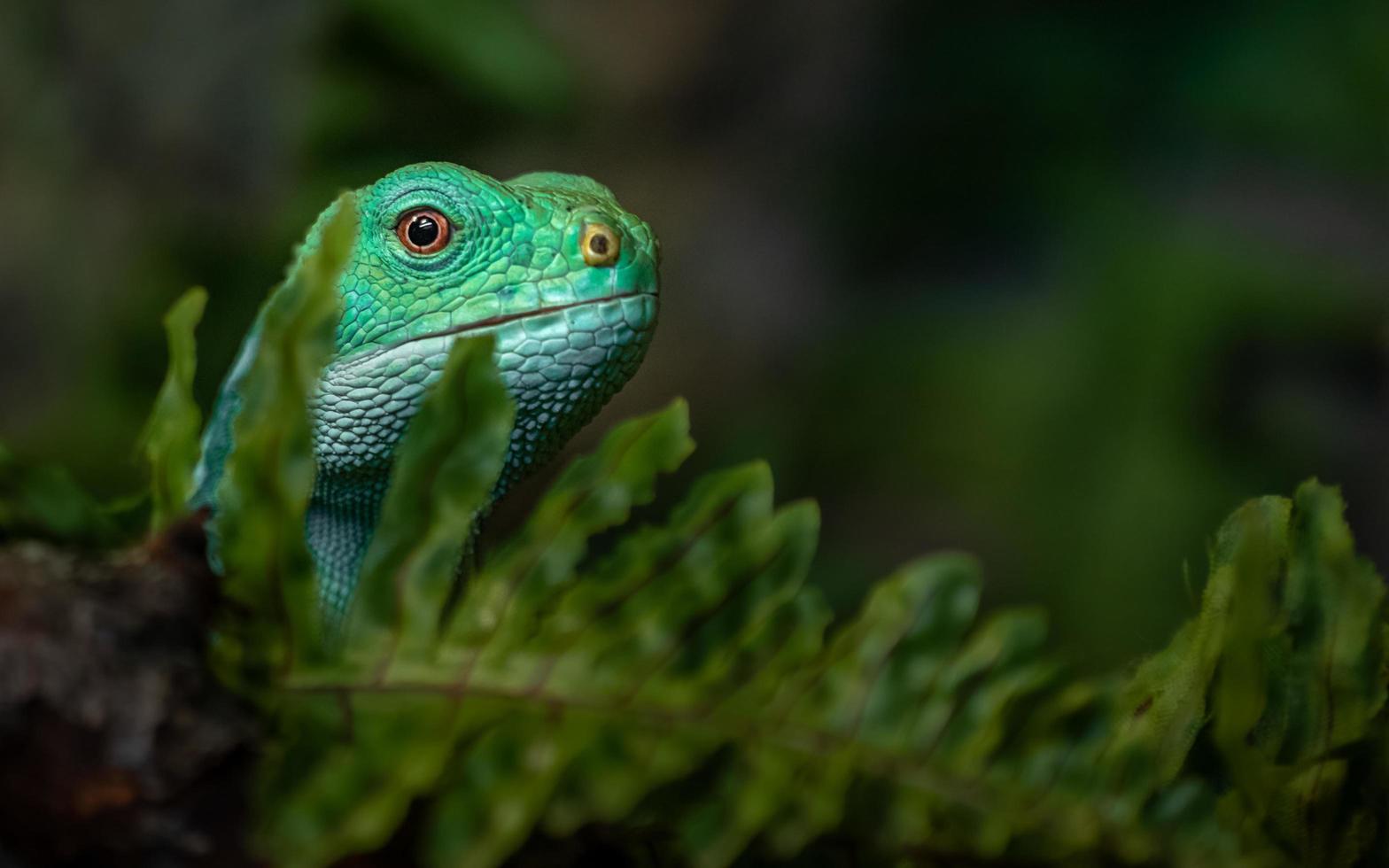 fiji banded leguan foto