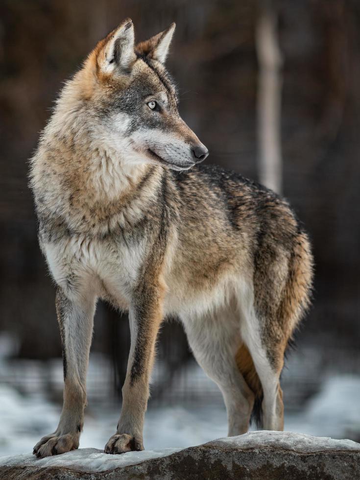 porträtt av eurasisk varg foto