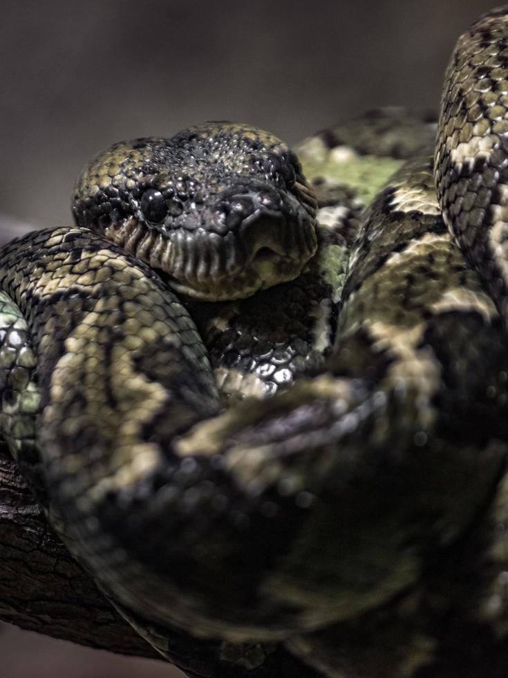 malagasy tree boa foto