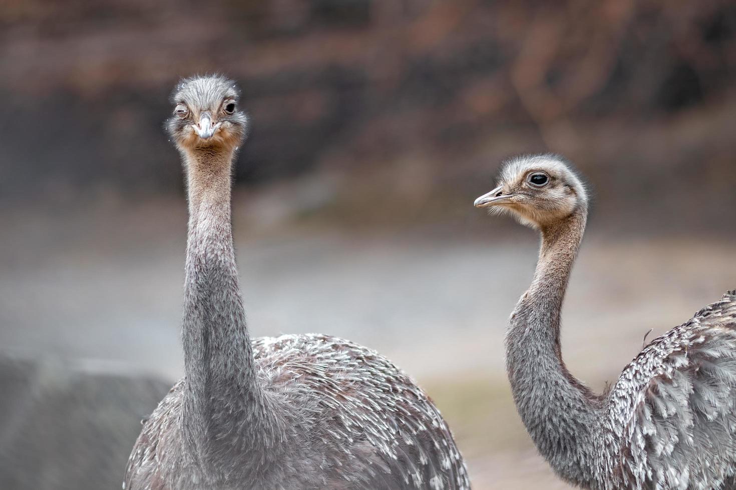 porträtt av darwins rhea foto