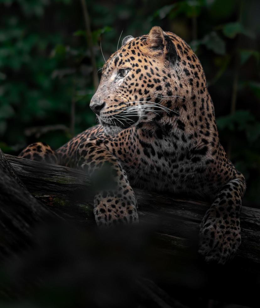 Sri Lanka leopard foto