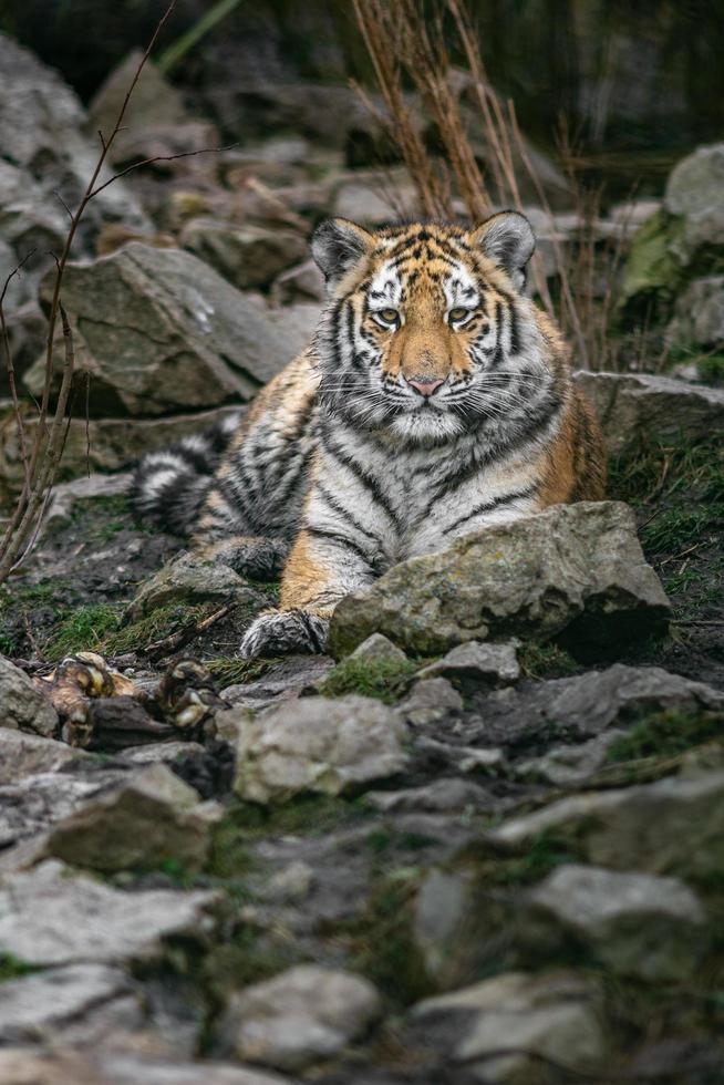 porträtt av siberian tiger foto