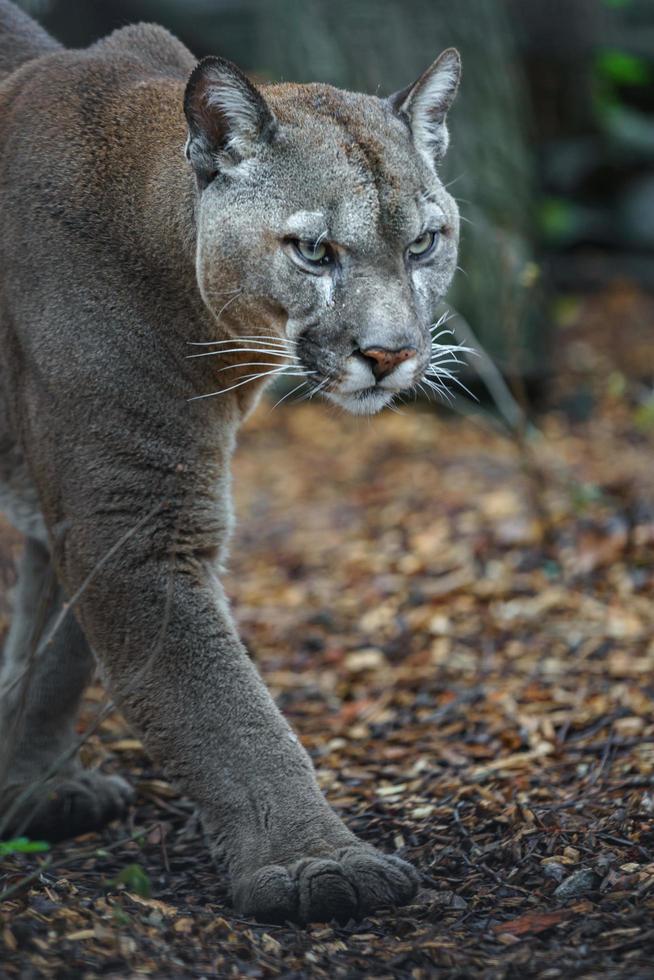 puma i zoo foto