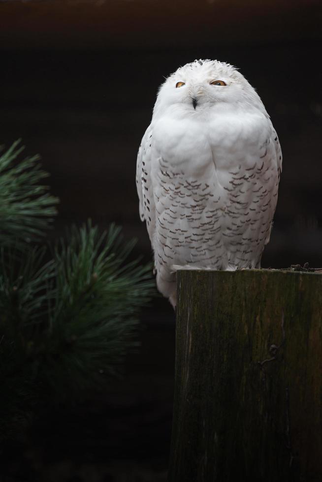 snöuggla på stammen foto