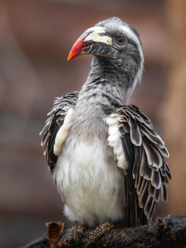 afrikansk grå hornbill foto