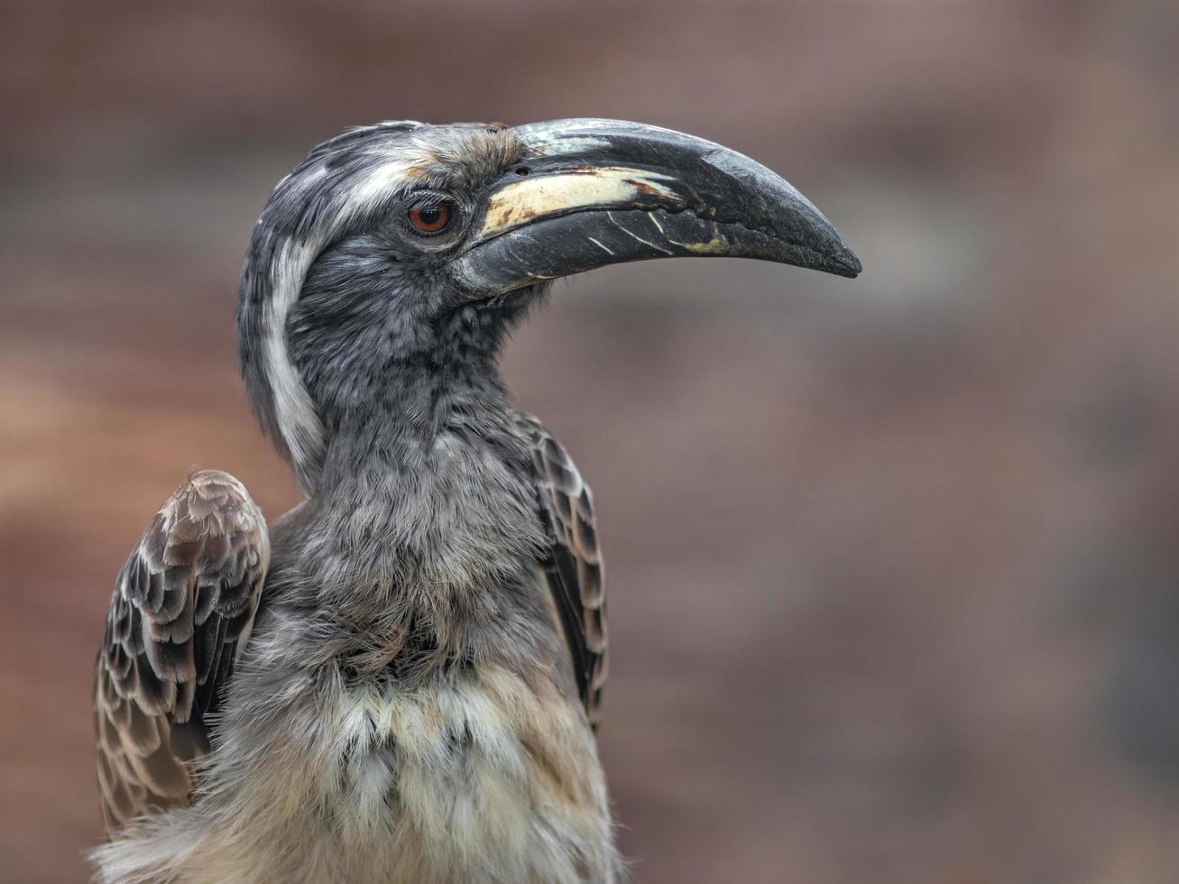 afrikansk grå hornbill foto