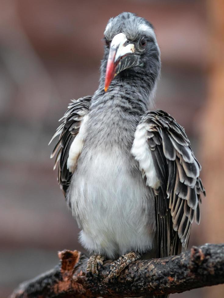 afrikansk grå hornbill foto