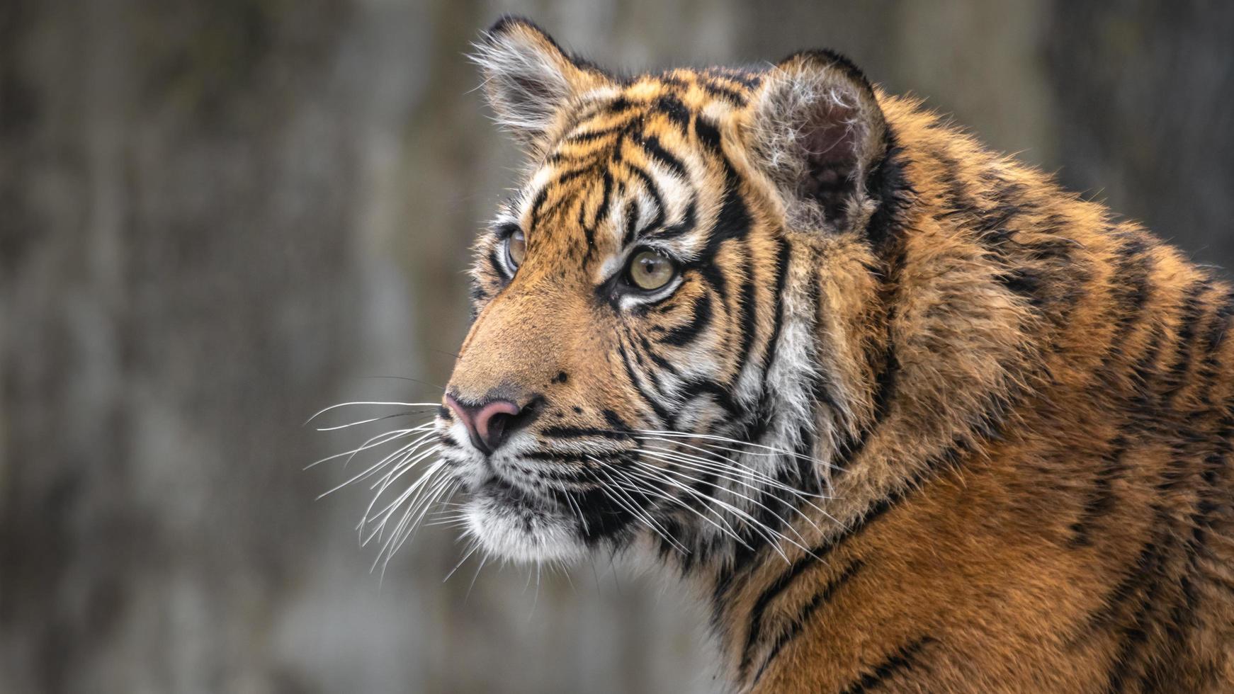 porträtt av sumatran tiger foto