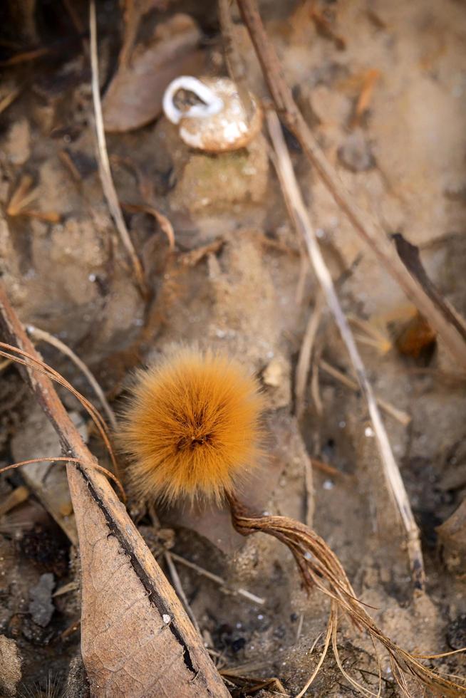 sycamore träd seedball på flodstranden foto