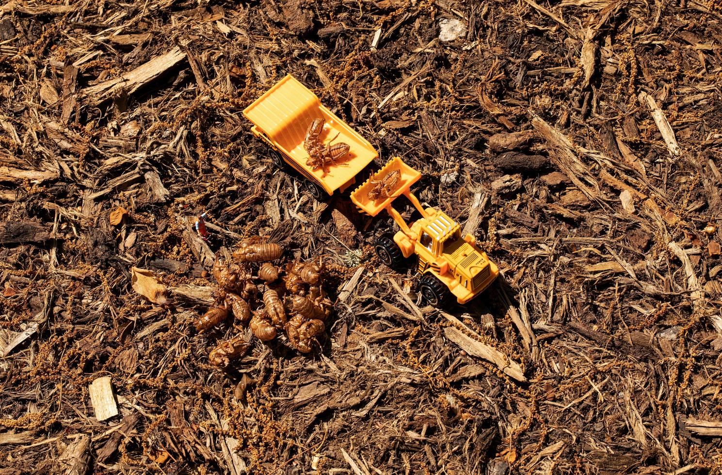 arbetare i diorama lastar yngel x cicada exoskeletons i dumper foto