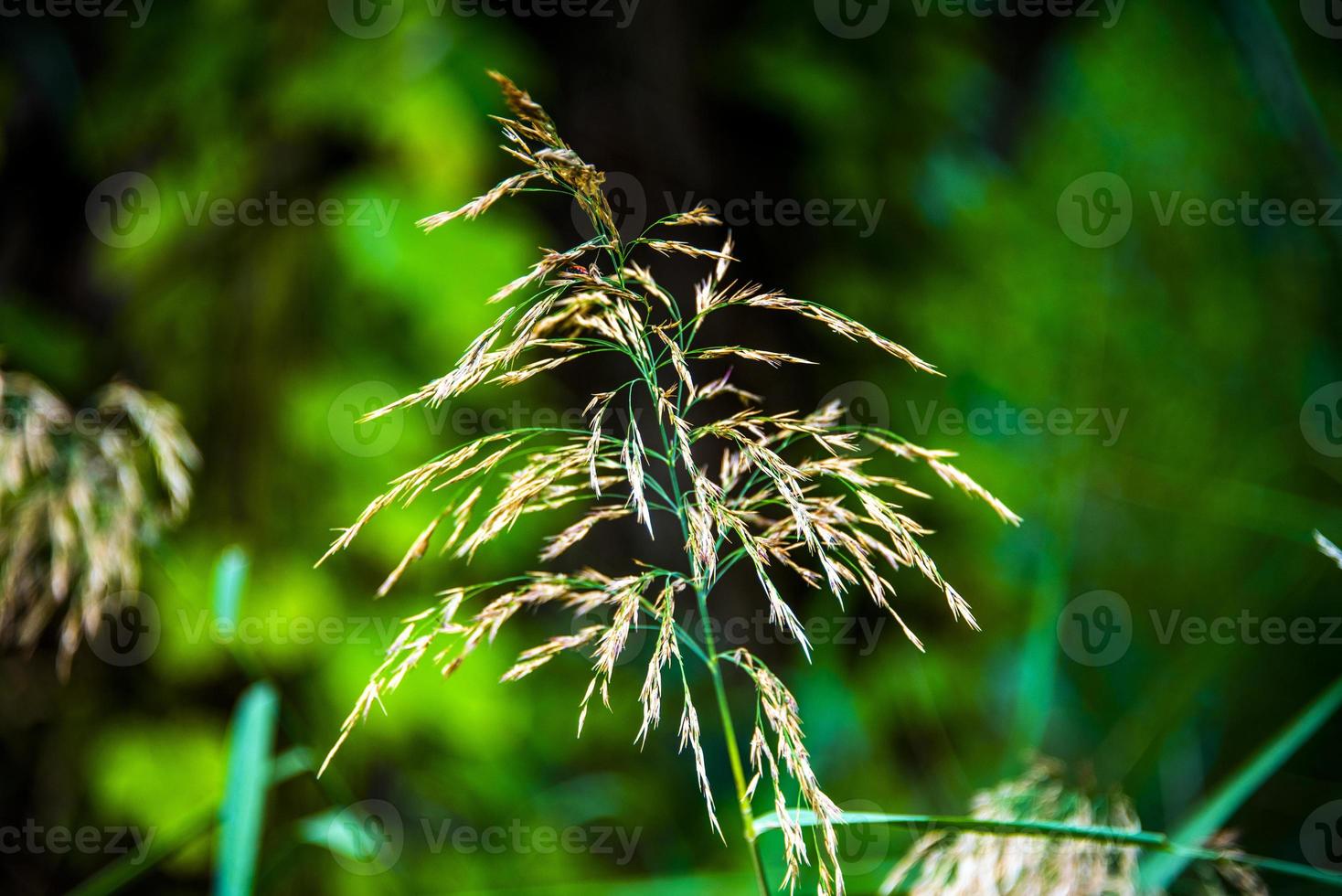 bromopsis inermis vid Caldaro-sjön i Bolzano Italien foto