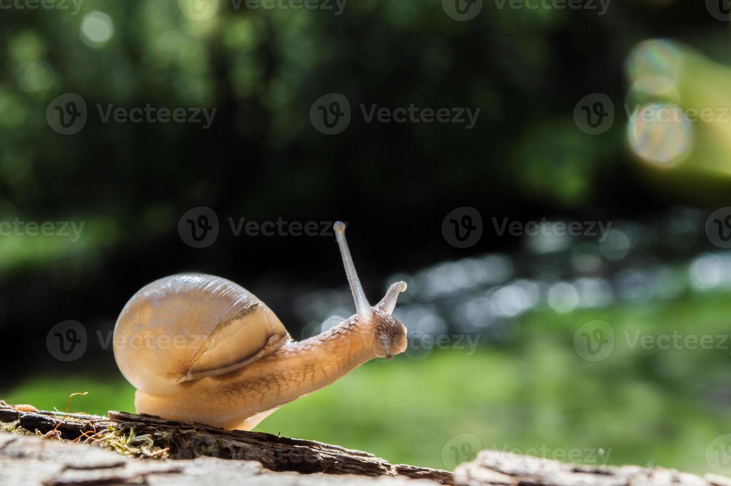 liten snigel på en trädgren under solen foto