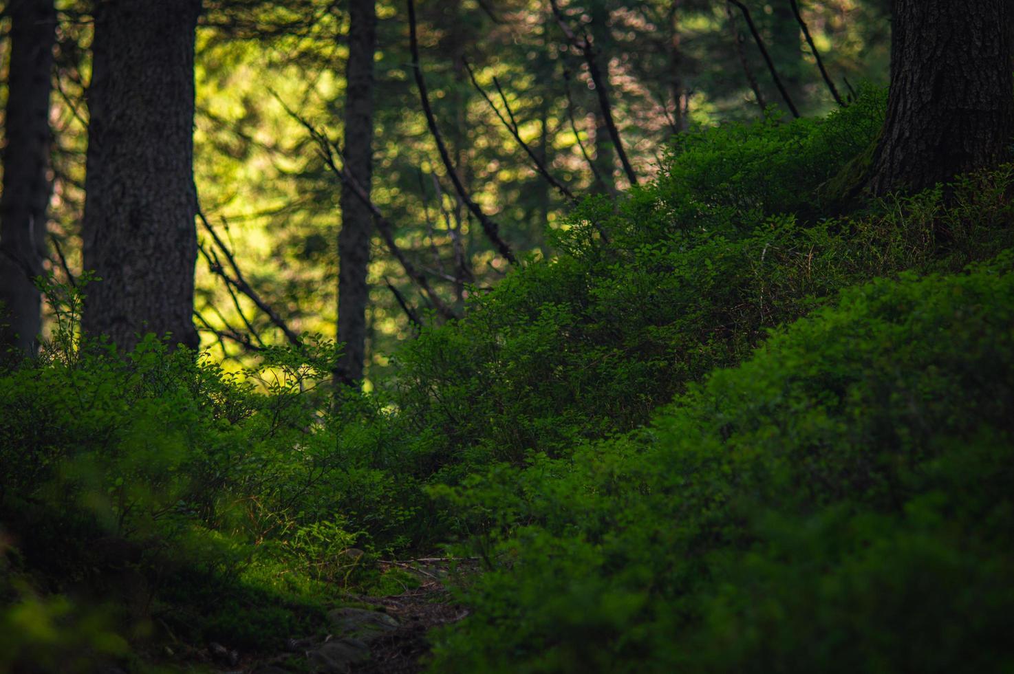 karpatisk naturskog på gröna kullar i sommarberg foto