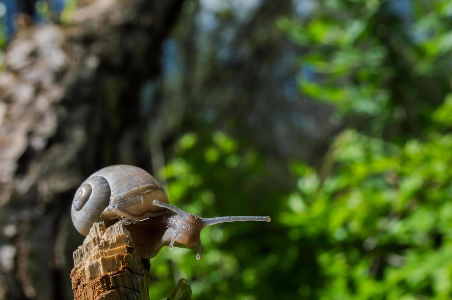 vild liten snigelcloseup i den gröna skogen med suddig bakgrund foto