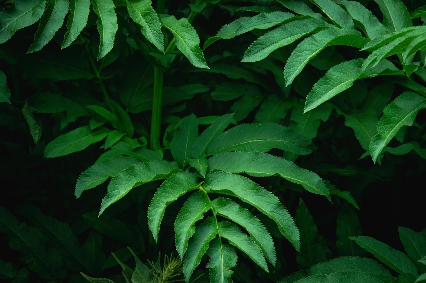 bakgrund från gröna blad foto