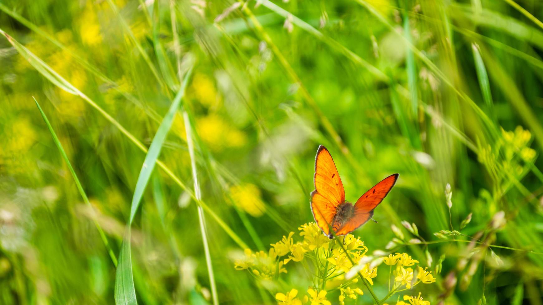 orange fjäril med öppnade vingar i gräs foto