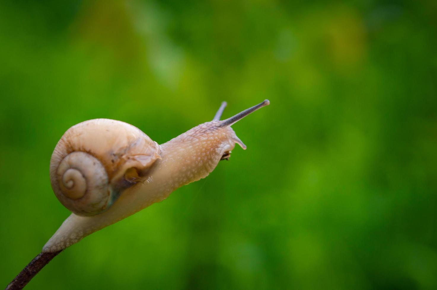 vinröd snigel på trädgrenen i en naturlig miljö foto