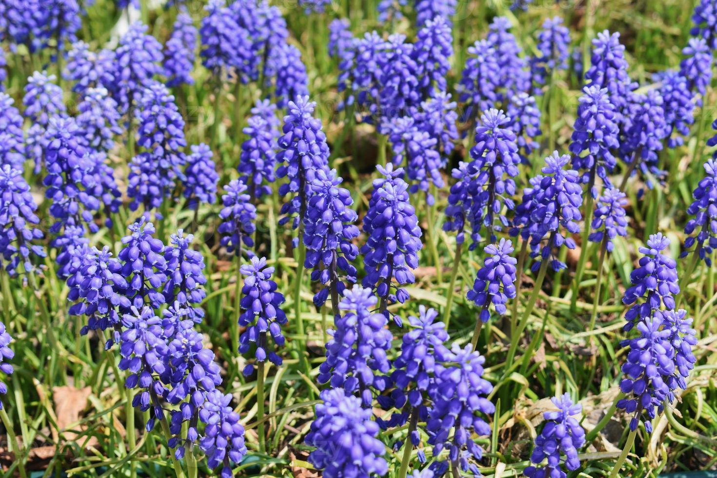 vår- och sommarblommor foto