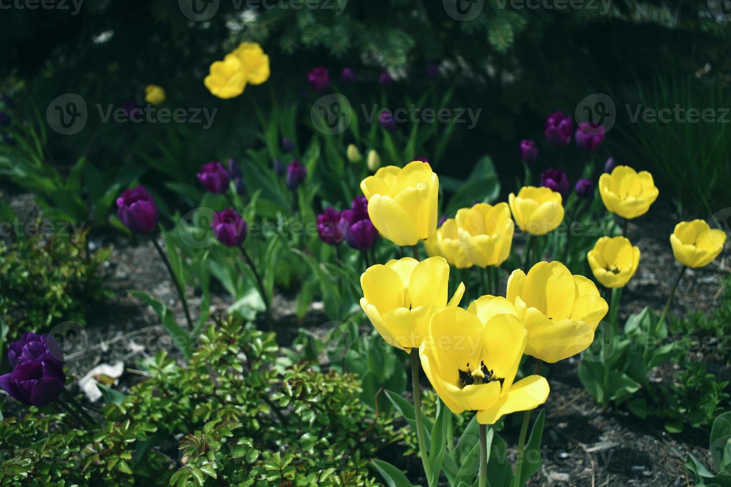 vår- och sommarblommor foto