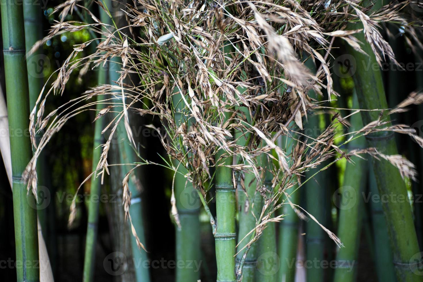 närbild av en liten grön bambuskog foto