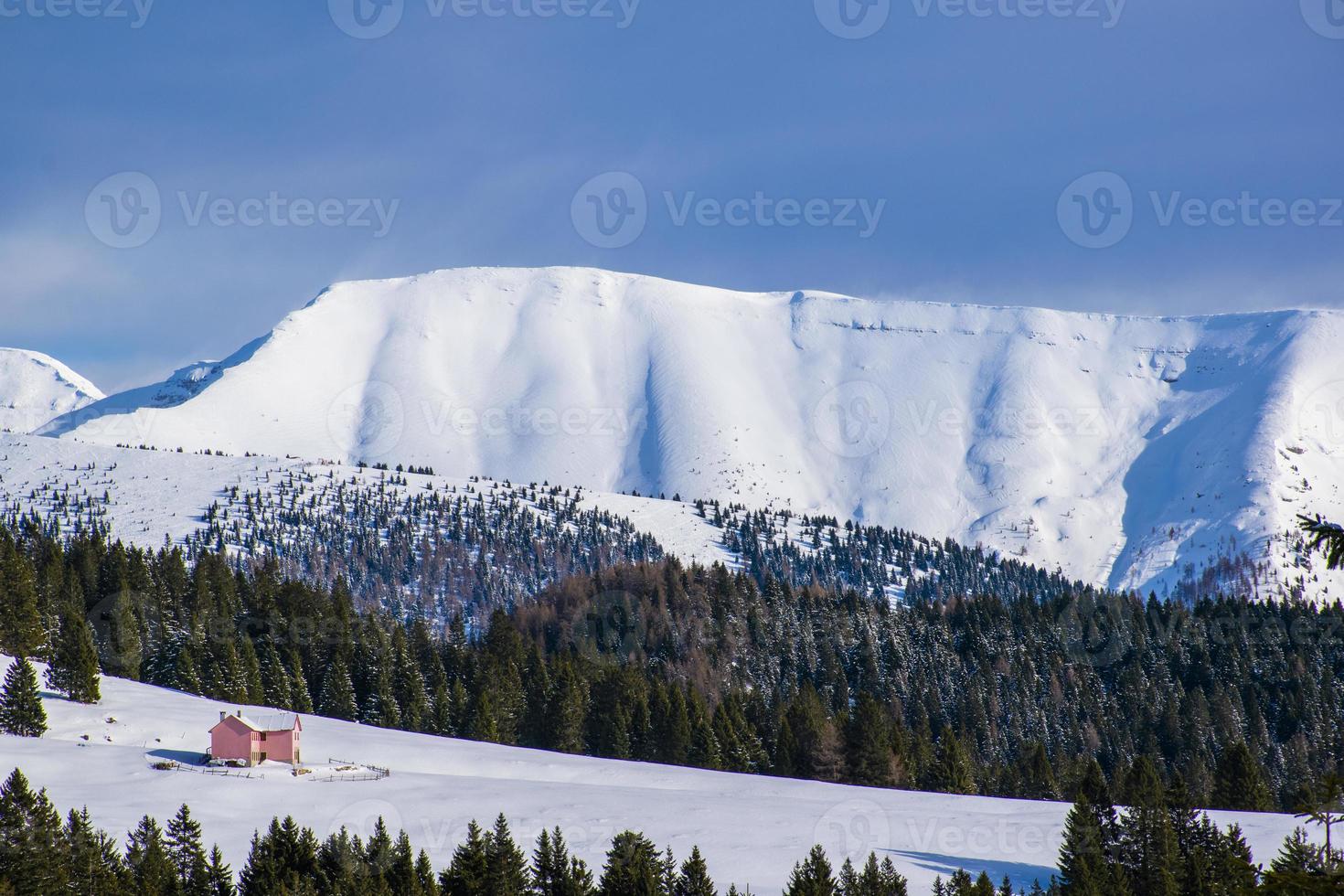 tallar och snö foto