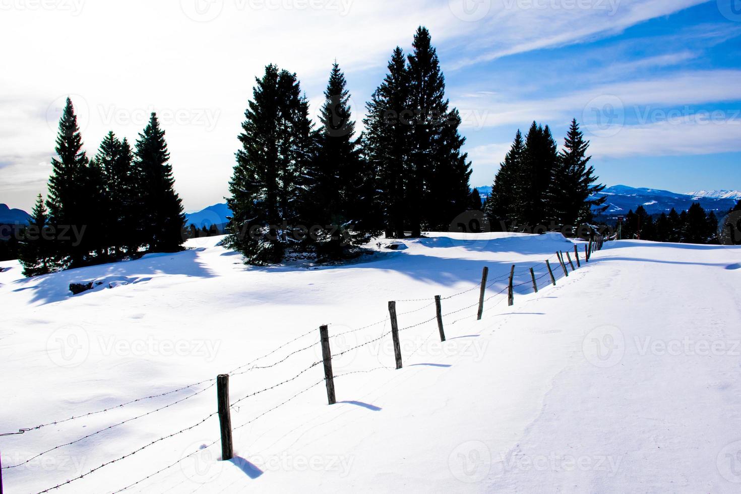 tallar och snö foto