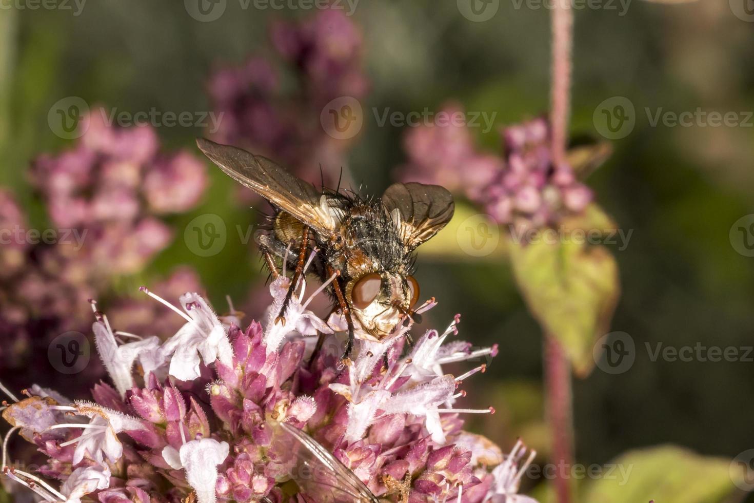 fluga sitter på en rosa marjoramblomning foto