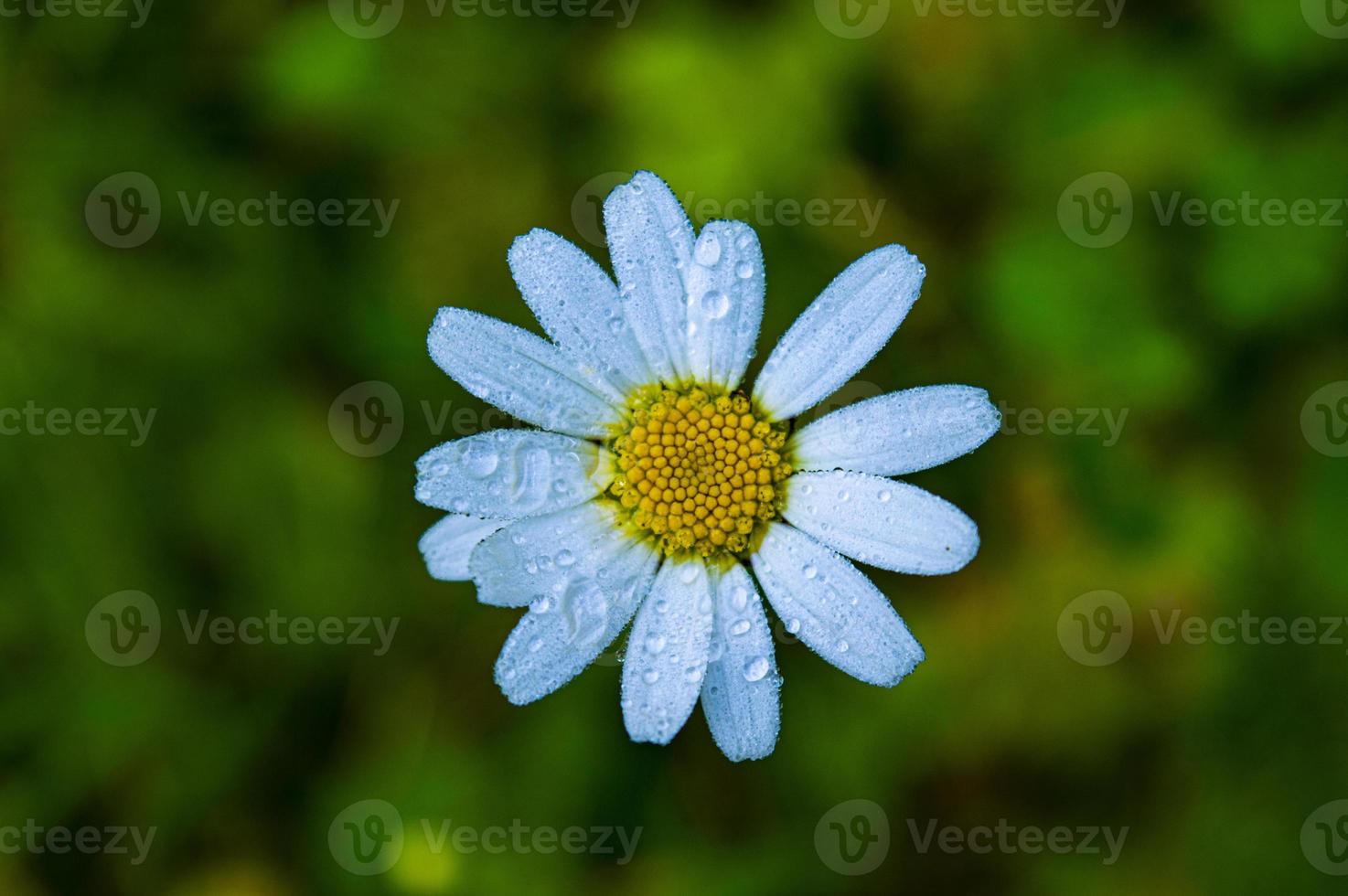 anthemis daisy på morgonen foto