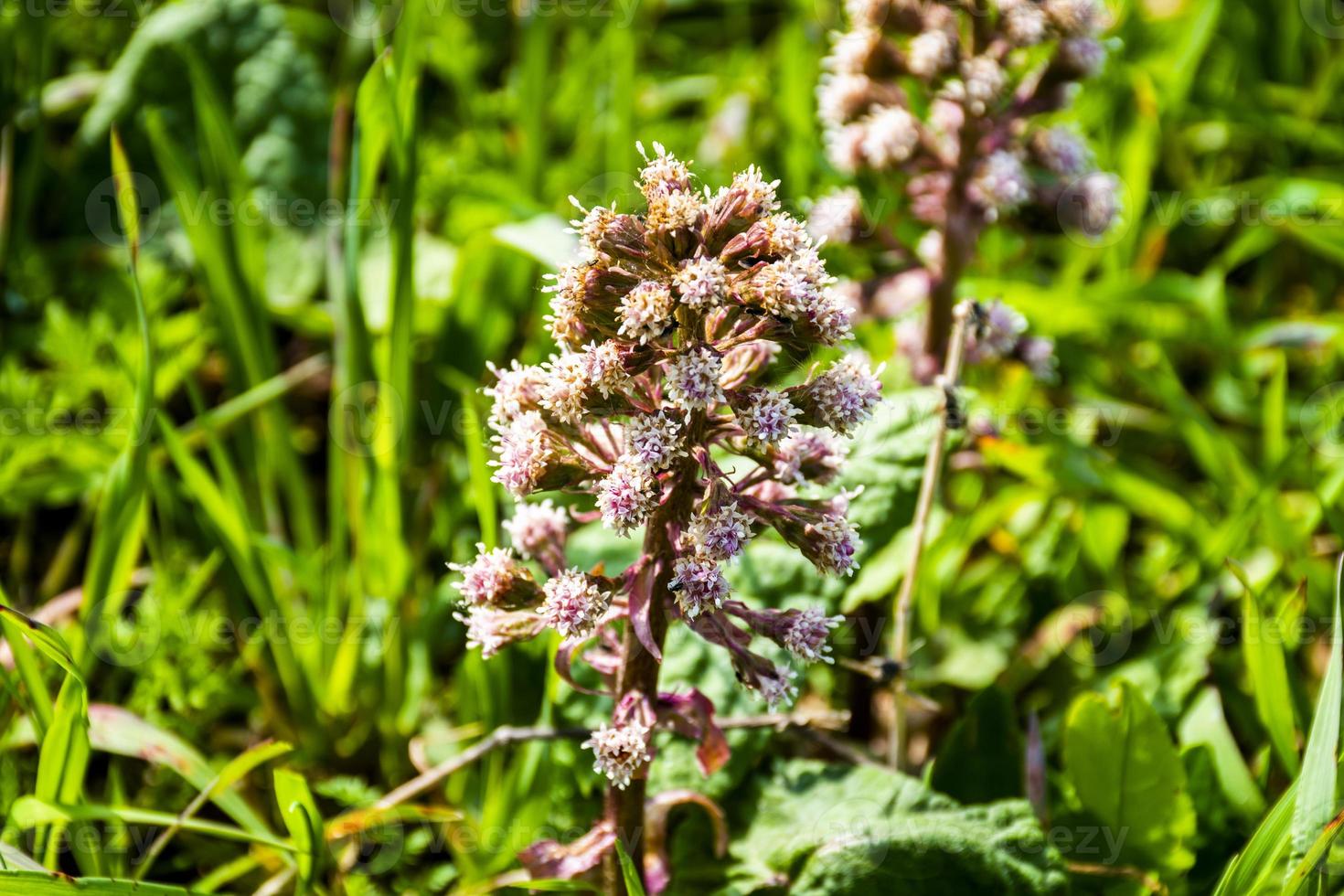 närbild av petasites hybridus butterbur i blom foto