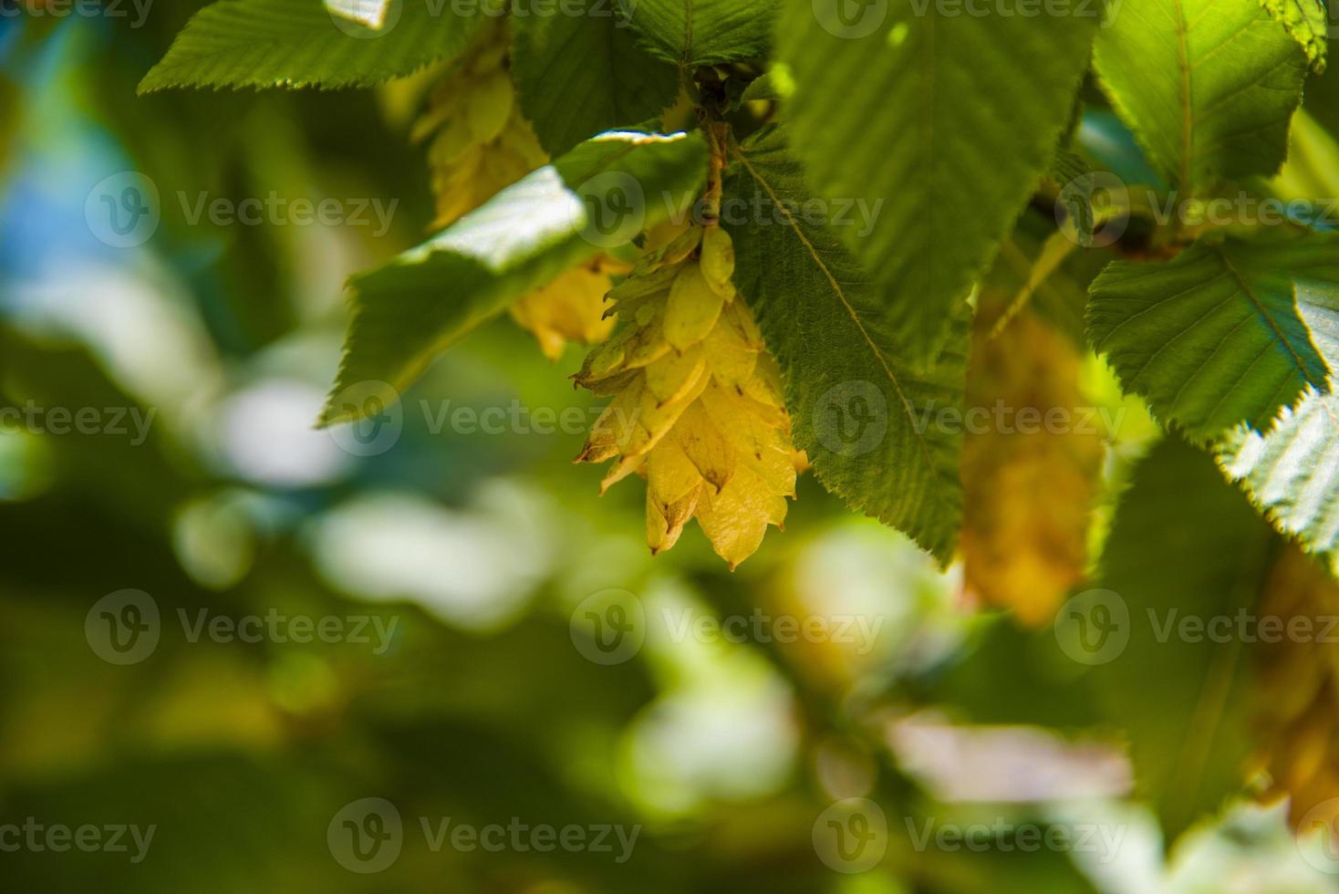 hornbeam på sommaren med gröna blad foto